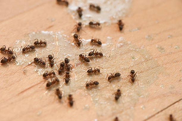 Best Local Pest Control Services  in Bull Shoals, AR